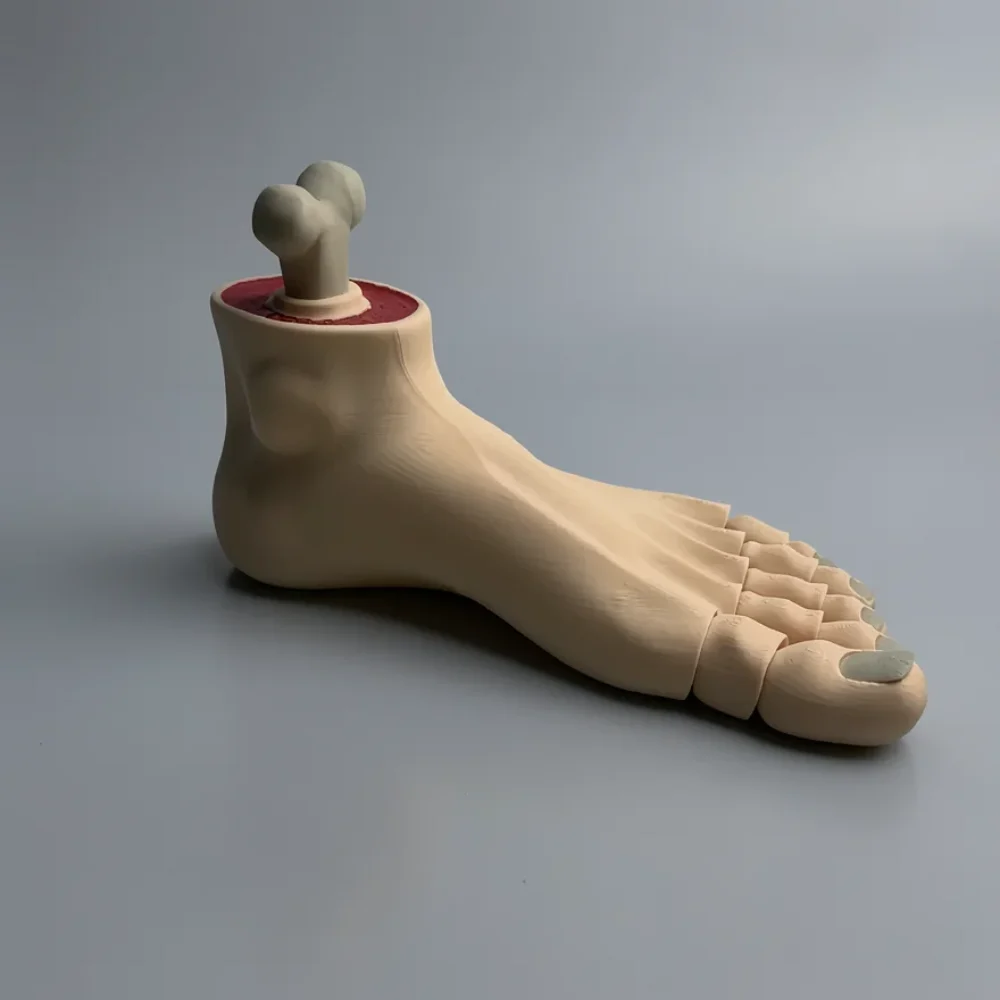 Foot (Left): pale fleshy beige and deep red anatomical cross-section foot model