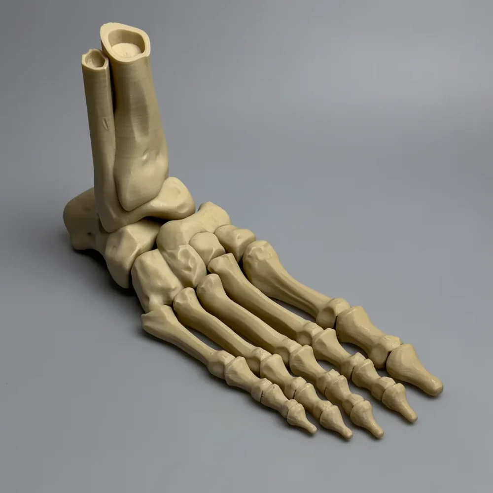 Skeleton Foot (Right)