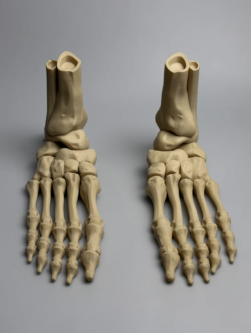 Skeleton Foot (Right): bone cream (pale beige) pair of skeletal human foot models (matched left and right)