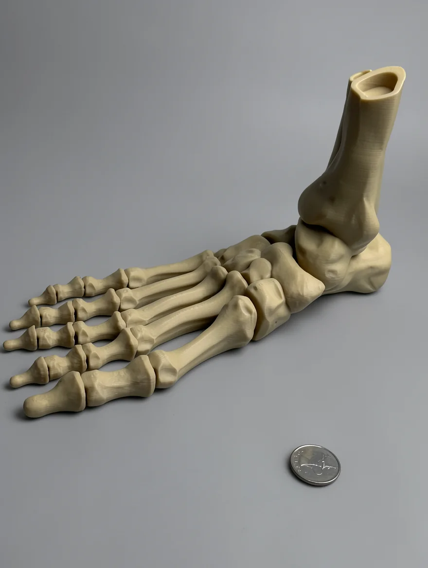 Skeleton Foot (Right)