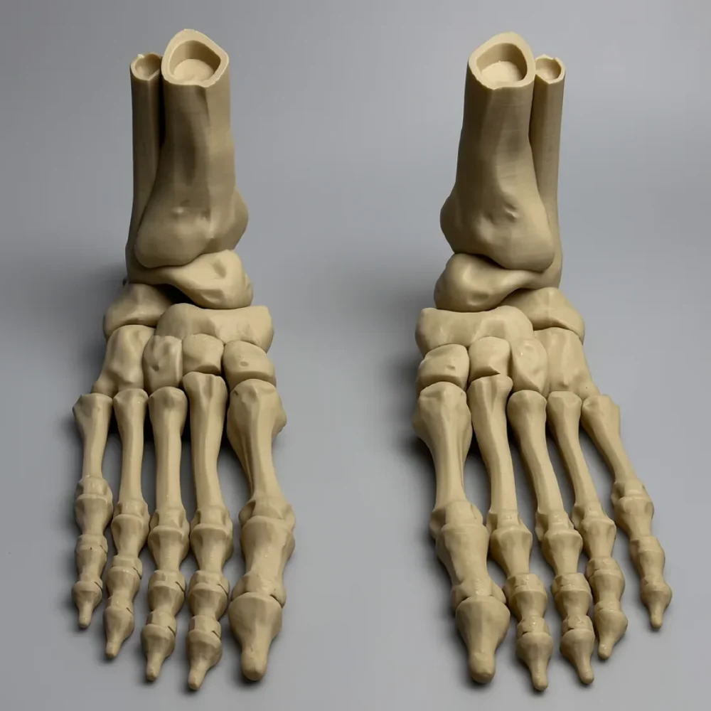 Skeleton Foot (Left): bone cream (pale beige) pair of skeletal human foot models (matched left and right)