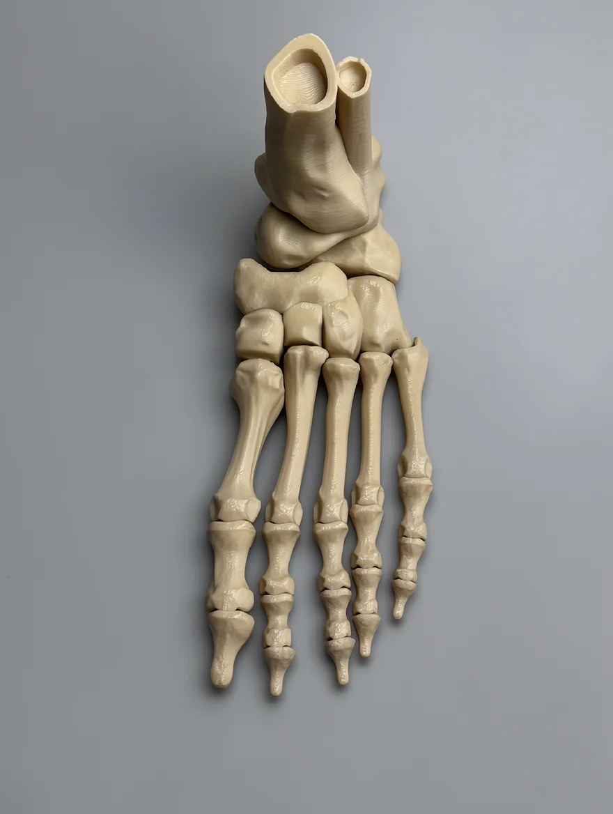 Skeleton Foot (Left): cream / off-white (uniform bone color) human foot skeleton anatomical model