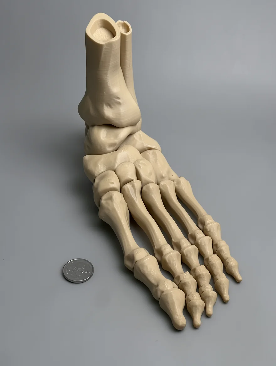 Skeleton Foot (Left)
