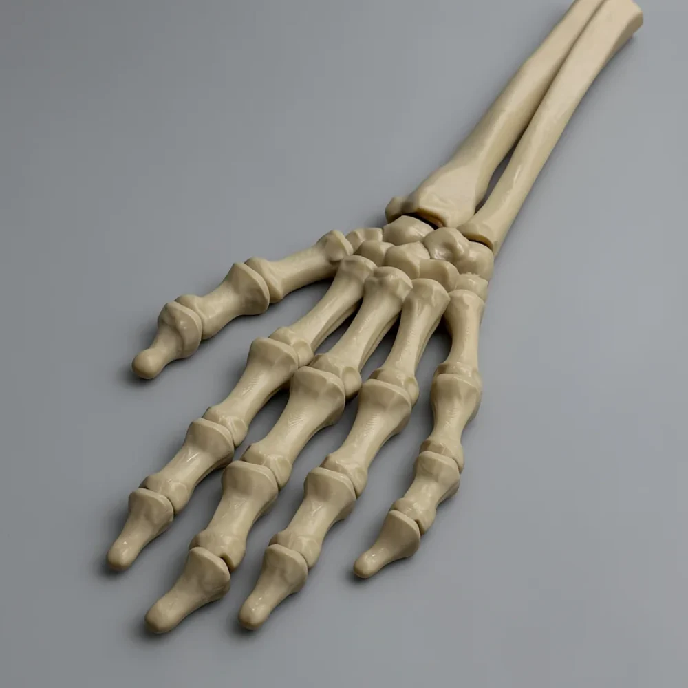 Skeleton Hand (Left): off-white and cream articulated skeletal hand anatomy model