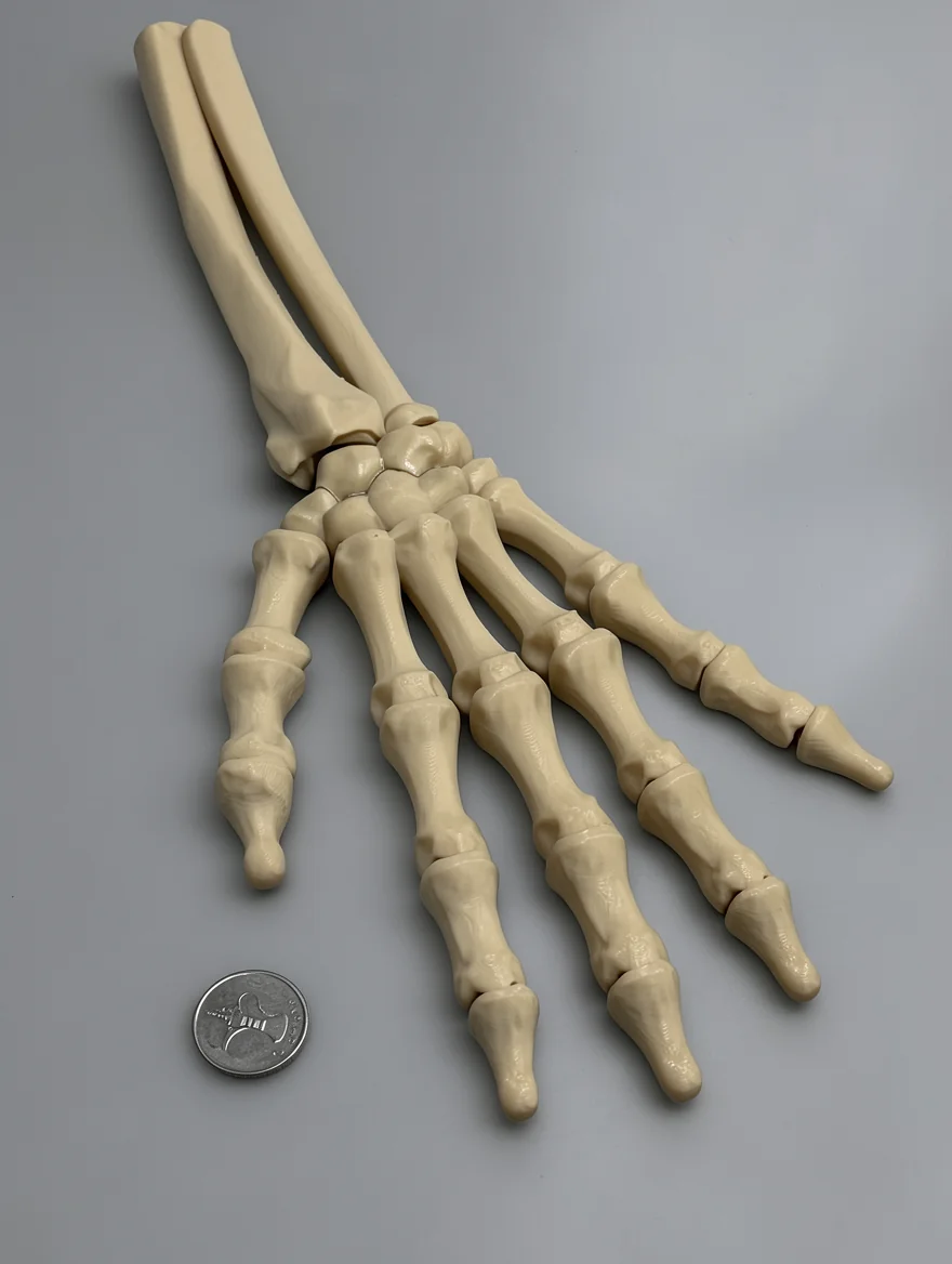 Skeleton Hand (Left)