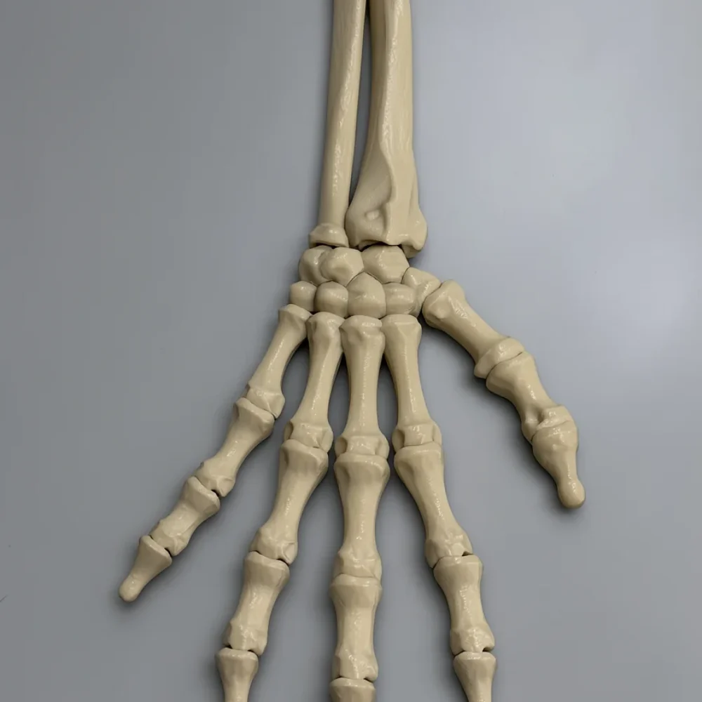 Skeleton Hand (Right): cream / off-white (ivory) anatomical human hand skeleton model (hand with distal forearm)