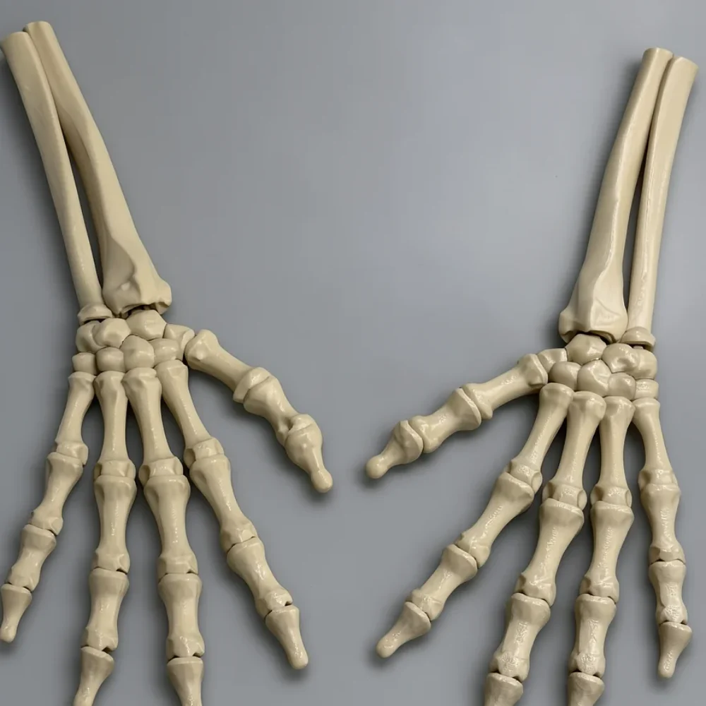 Skeleton Hand (Right): cream white anatomical hand skeleton model (pair of human hand bones), radius and ulna forearm bones