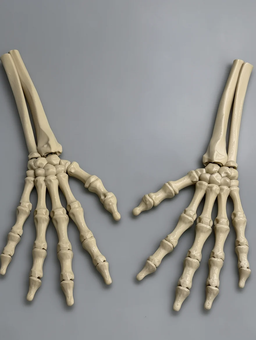 Skeleton Hand (Right): cream white anatomical hand skeleton model (pair of human hand bones), radius and ulna forearm bones