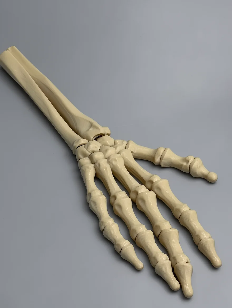 Skeleton Hand (Right): cream anatomical hand skeleton model