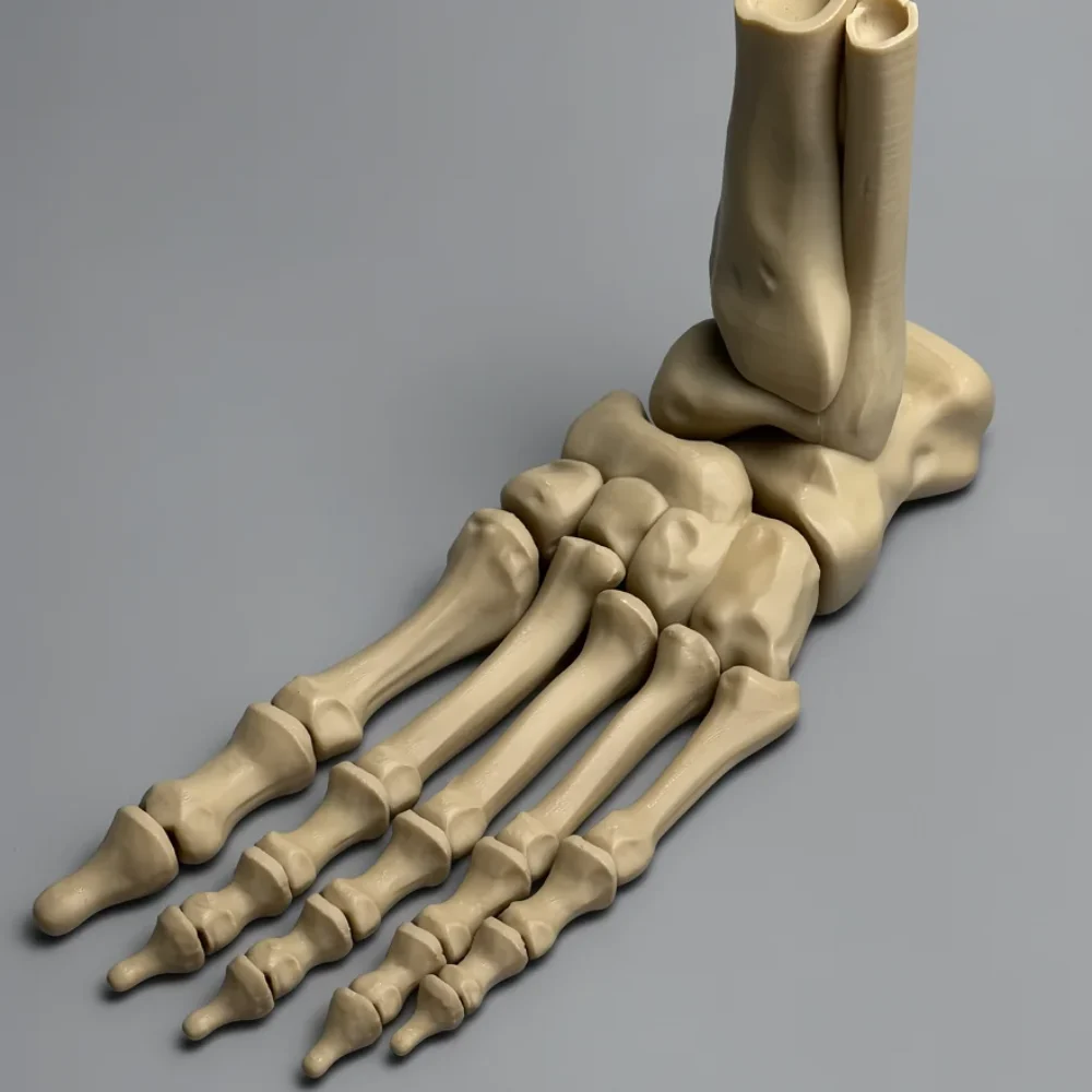 Skeleton Foot (Left)