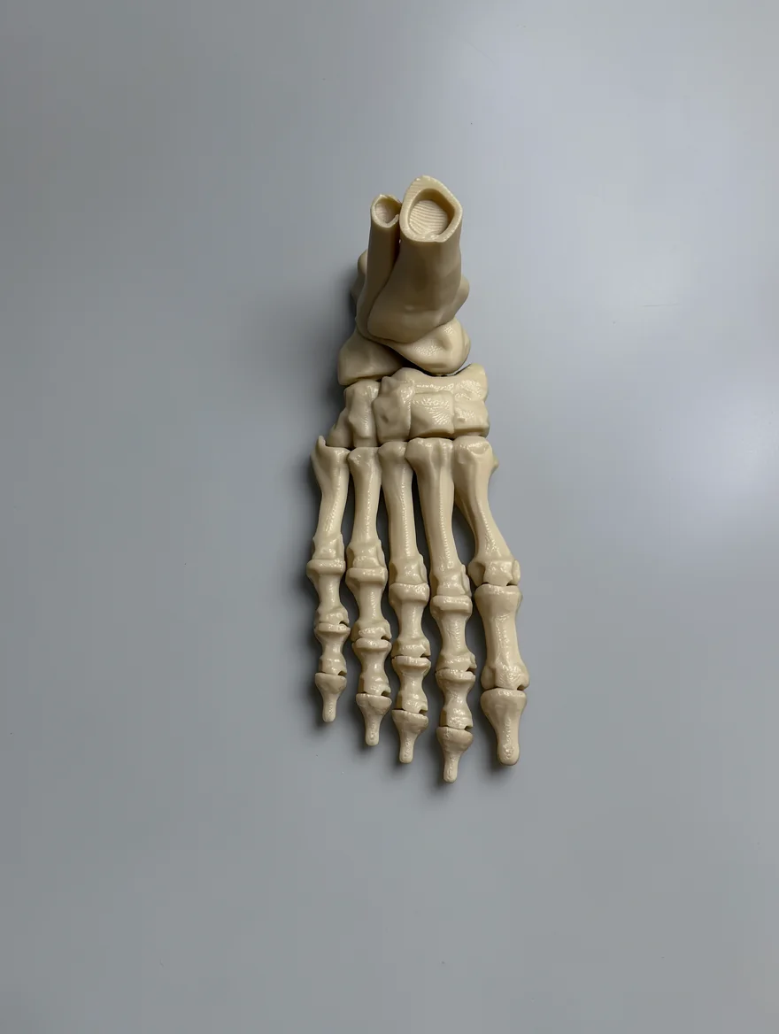 Skeleton Foot (Right)