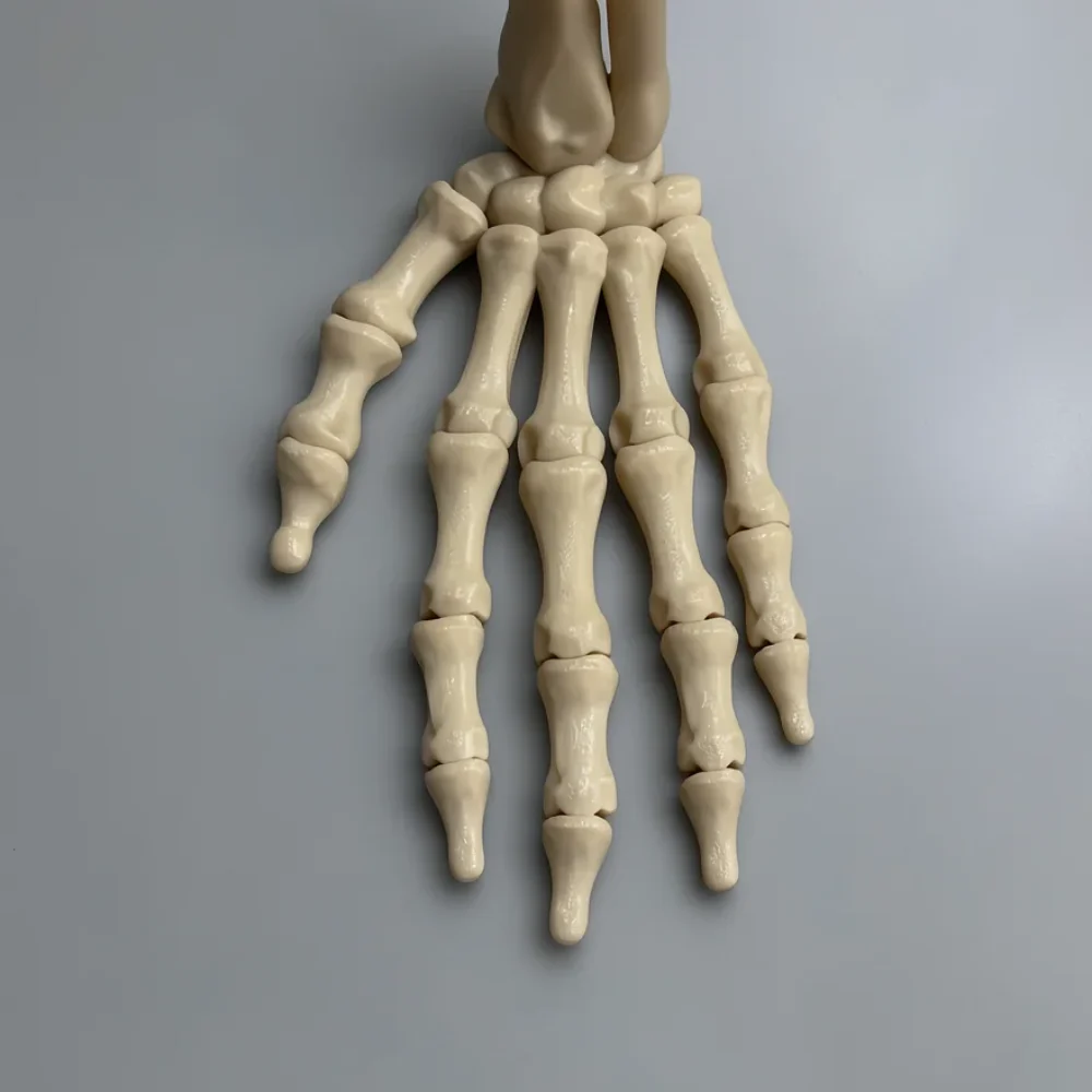 Upright Skeleton Hand (Left): off-white and cream articulated hand skeleton model, hollow forearm bone openings at the top